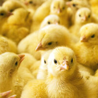 Masthähnchen / Broiler