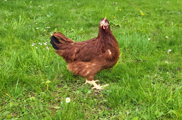 Rhodeländer